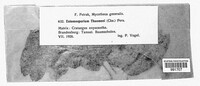 Entomosporium thuemenii image